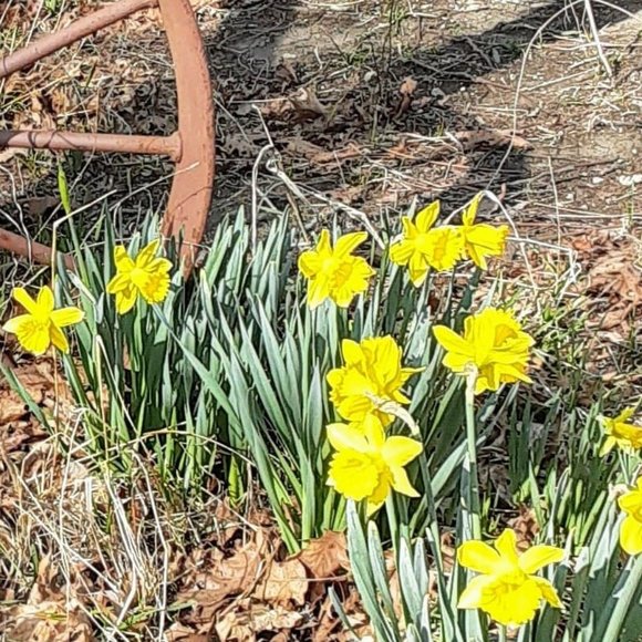 15 Beautiful heirloom daffodils - Picture 4 of 4